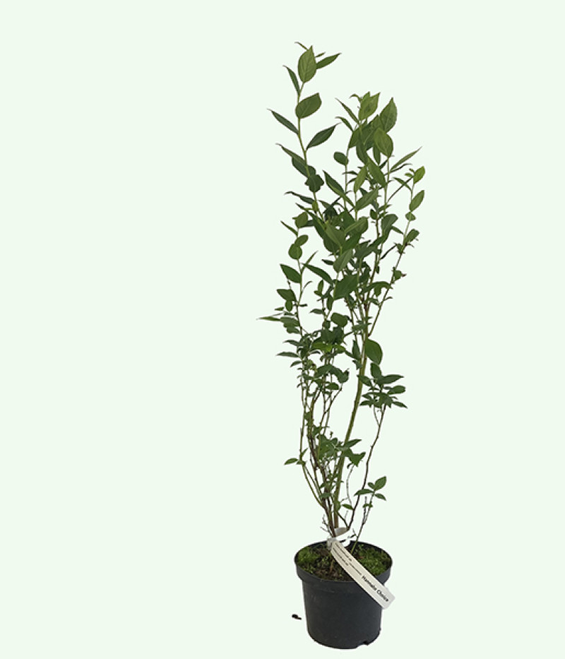 Heidelbeere (Vaccinium corymbosum) Hannah Choice - Tutifruti SK