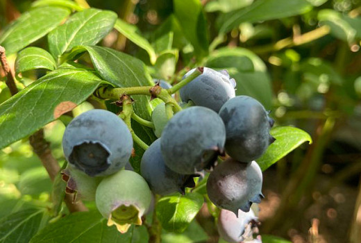 Heidelbeeren: Wissenschaft über Geschmack, Textur und Winterschlaf