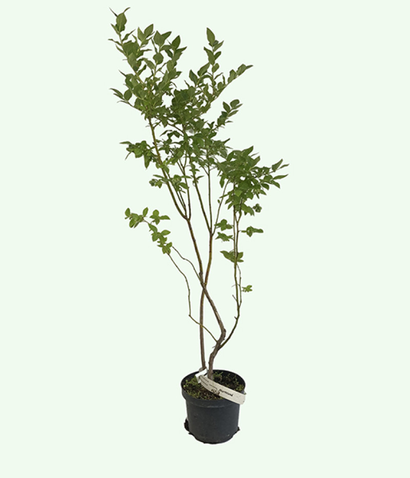 Heidelbeere (Vaccinium corymbosum) NORTHLAND - Tutifruti SK