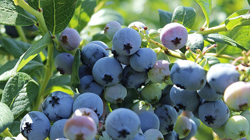 Die Champions unter den Blaubeeren: Blue Suede™, Baldwin, Chaucer und Garden Blue | Blog