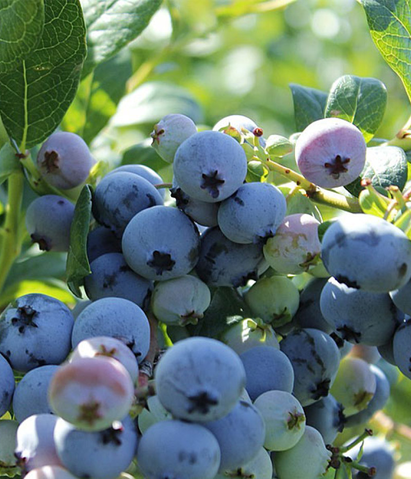 Heidelbeere (Vaccinium corymbosum) OLLE - Tutifruti SK