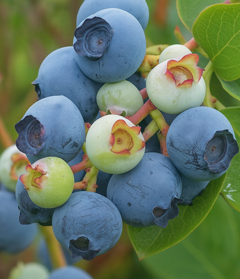 Blueberry (Vaccinium virgatum) POWDER BLUE - Tutifruti SK