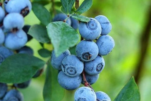 Čučoriedky Rabbiteye: Analýza odrôd Climax, Premier, Brightwell a Delite