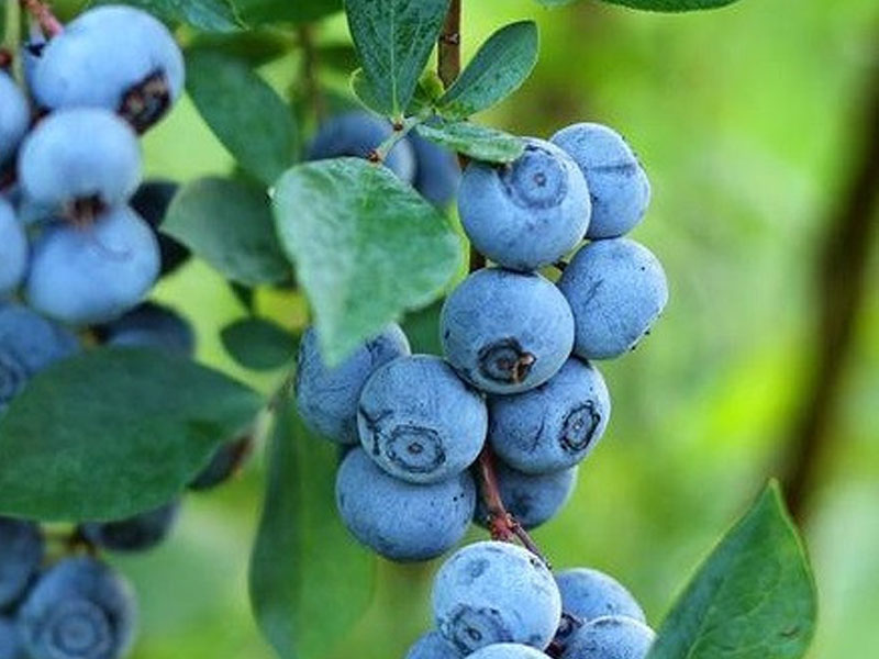 Blueberry (Vaccinium virgatum) PREMIER® - Tutifruti SK Blueberry (Vaccinium virgatum) PREMIER® - Tutifruti SK