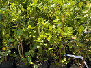 Čučoriedka (Vaccinium corymbosum x Vaccinium darrowii) PRIMADONNA® - Tutifruti SK