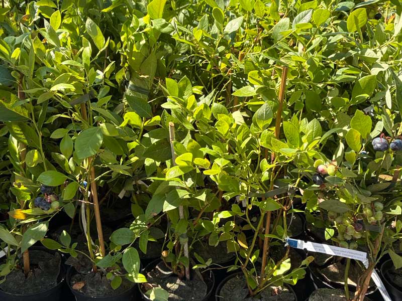 Čučoriedka (Vaccinium corymbosum x Vaccinium darrowii) PRIMADONNA® - Tutifruti SK Čučoriedka (Vaccinium corymbosum x Vaccinium darrowii) PRIMADONNA® - Tutifruti SK