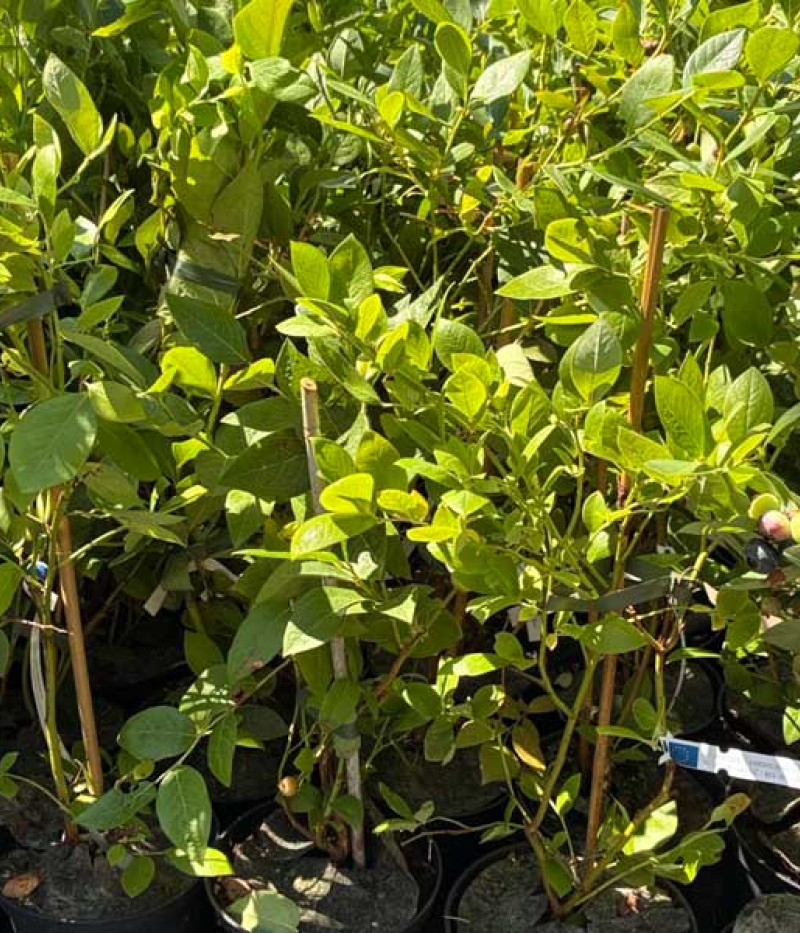 Čučoriedka (Vaccinium corymbosum x Vaccinium darrowii) PRIMADONNA® - Tutifruti SK