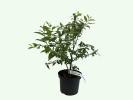 Heidelbeere (Vaccinium virgatum x Vaccinium corymbosum) Pink Lemonade - Tutifruti, s.r.o.