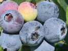 Čučoriedka (Vaccinium corymbosum x Vaccinium darrowii) PRIMADONNA® - Tutifruti SK