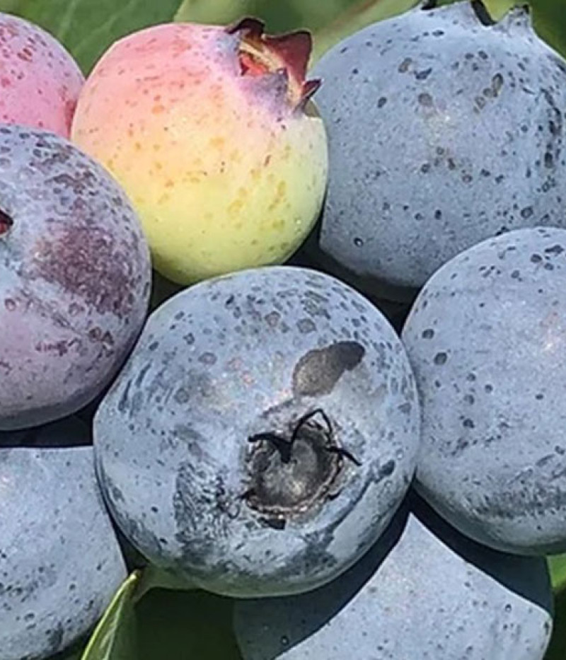 Čučoriedka (Vaccinium corymbosum x Vaccinium darrowii) PRIMADONNA® - Tutifruti SK