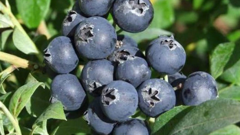 Finnische Heidelbeeren: Wir stellen die Elite-Sorten Aino, Alvar, Arto und Jorma vor | Blog