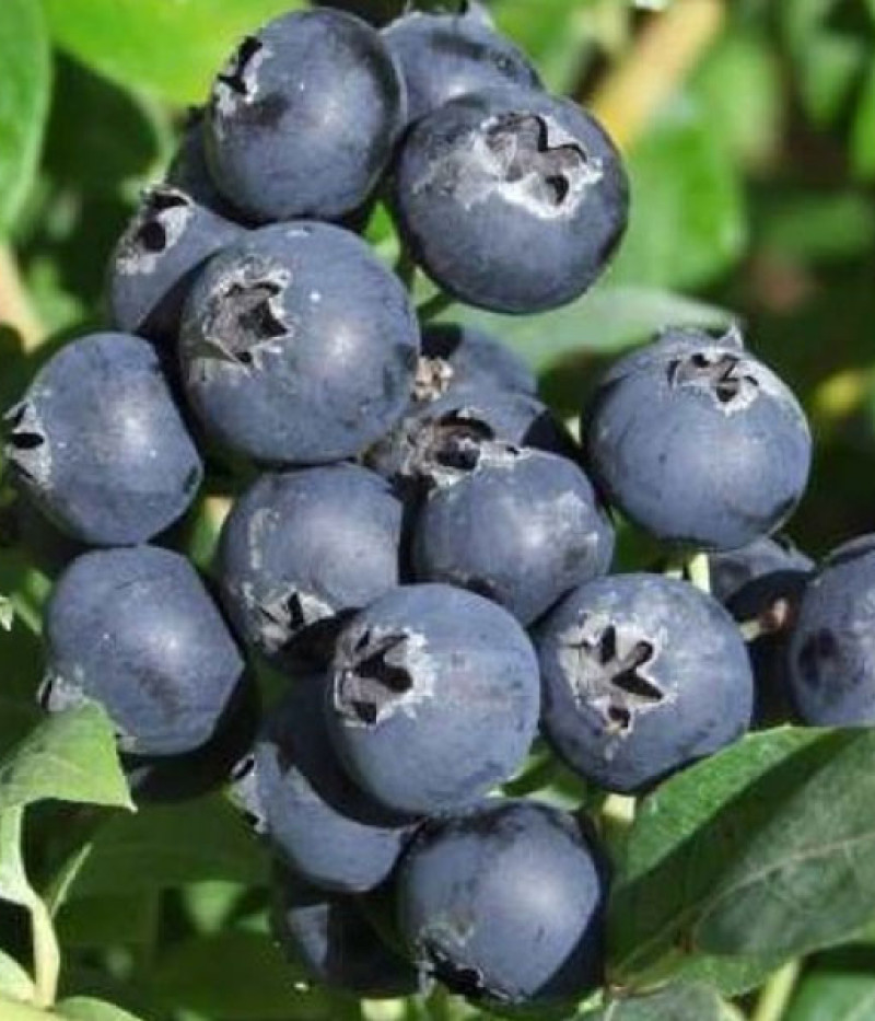 PBR Heidelbeere (Vaccinium corymbosum x Vaccinium angustifolium x Vaccinium uliginosum) AINO - Tutifruti, s.r.o. (SK)