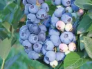 Blueberry (Vaccinium corymbosum) AURORA - Tutifruti, s.r.o.