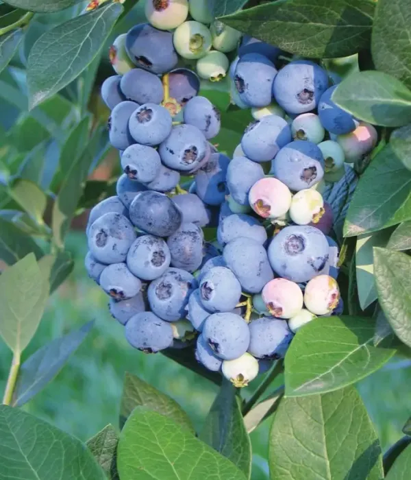 Blueberry (Vaccinium corymbosum) AURORA