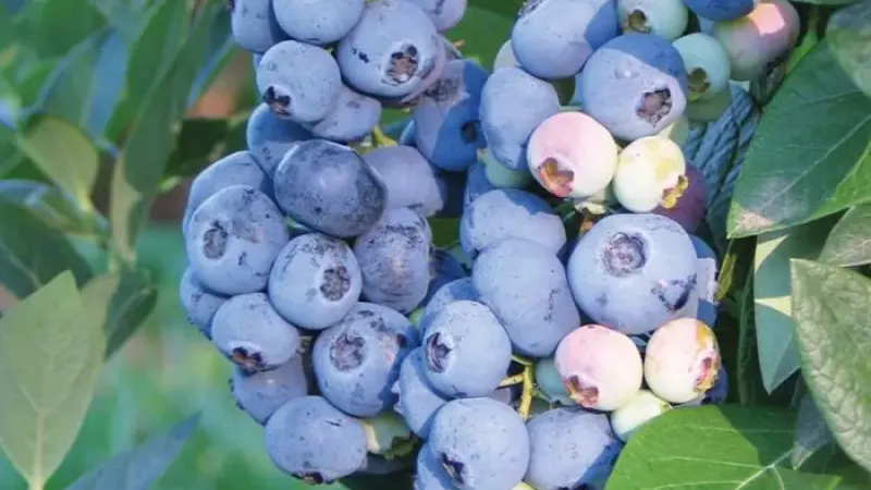 Züchtungstriumph aus Michigan: Wir stellen die lizenzierten Heidelbeeren 'Huron', 'Draper' und 'Aurora' vor