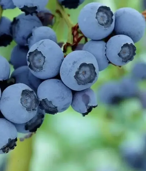 Heidelbeere (Vaccinium corymbosum) BABY BLUES