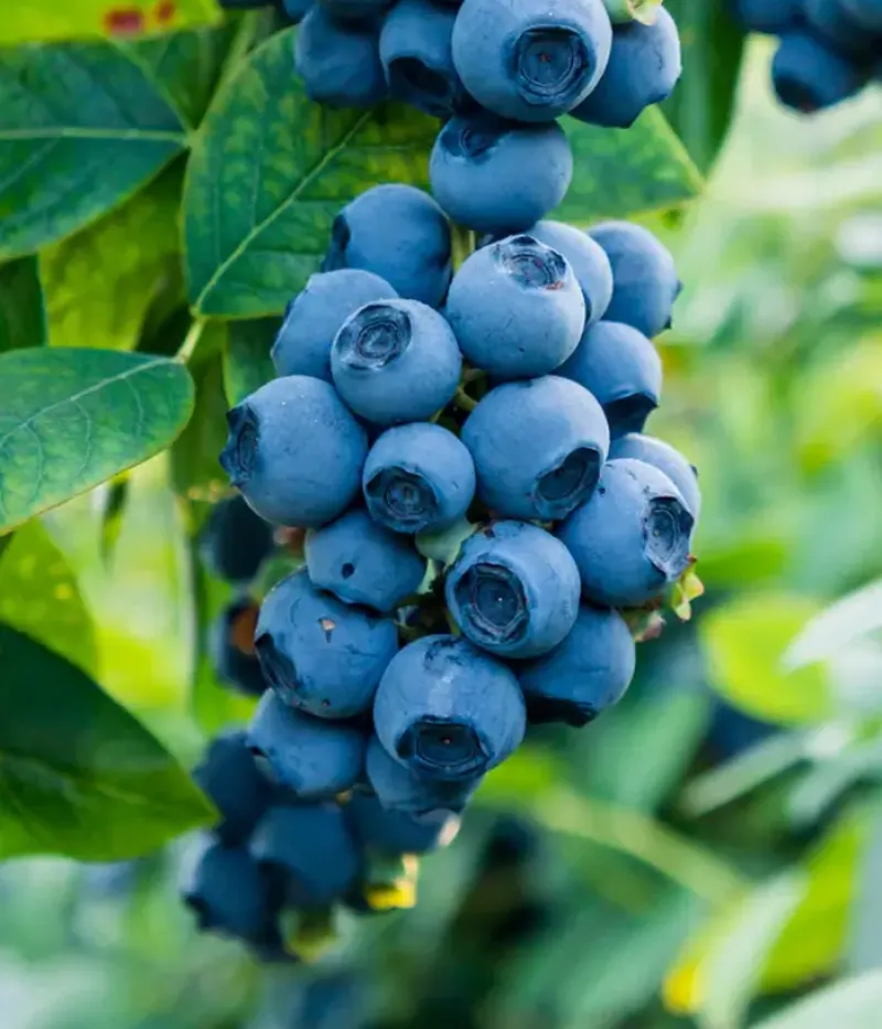 Heidelbeere (Vaccinium corymbosum x Vaccinium darrowii) BILOXI - Tutifruti, s.r.o.