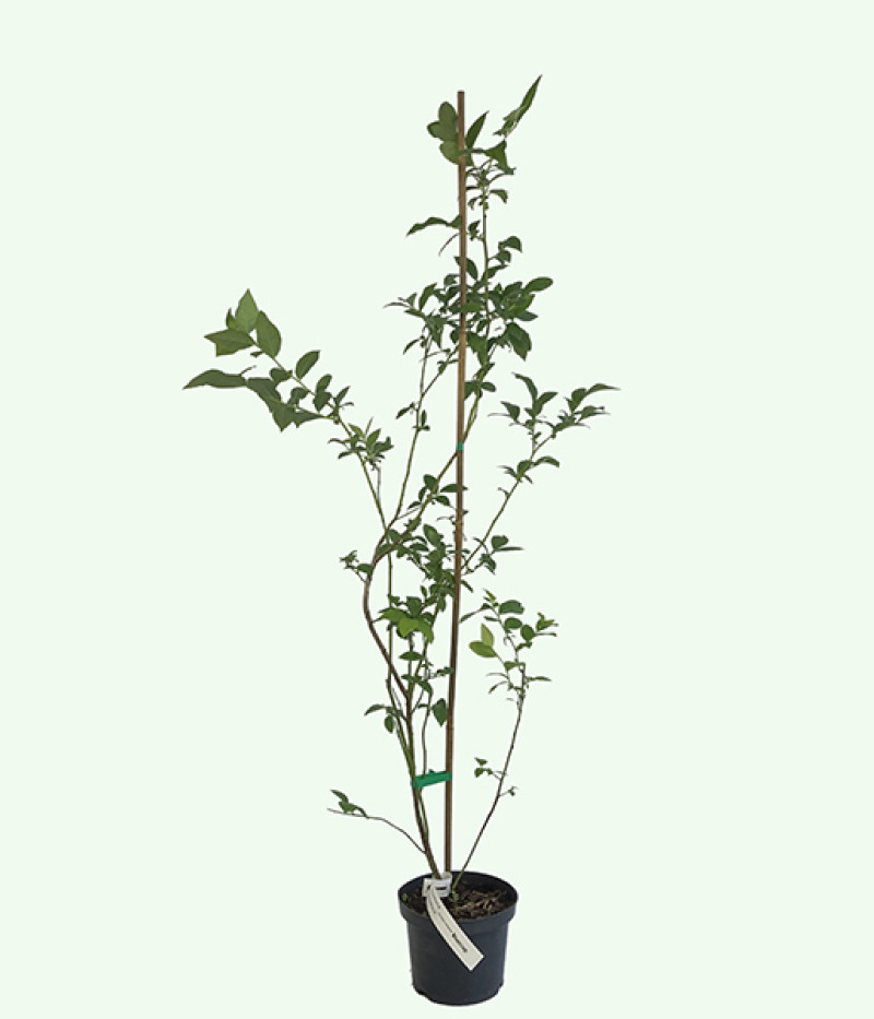 Blueberry (Vaccinium corymbosum) BLUECROP - Tutifruti SK