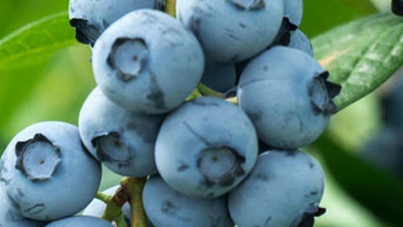 Blaubeeren anbauen: Wie Phänologie und Strauchform den Erfolg bestimmen