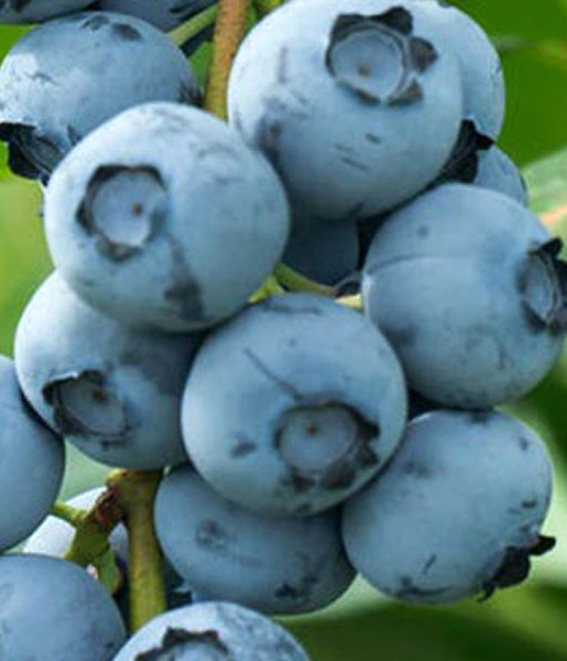 Blueberry (Vaccinium corymbosum) BLUECROP - Tutifruti SK