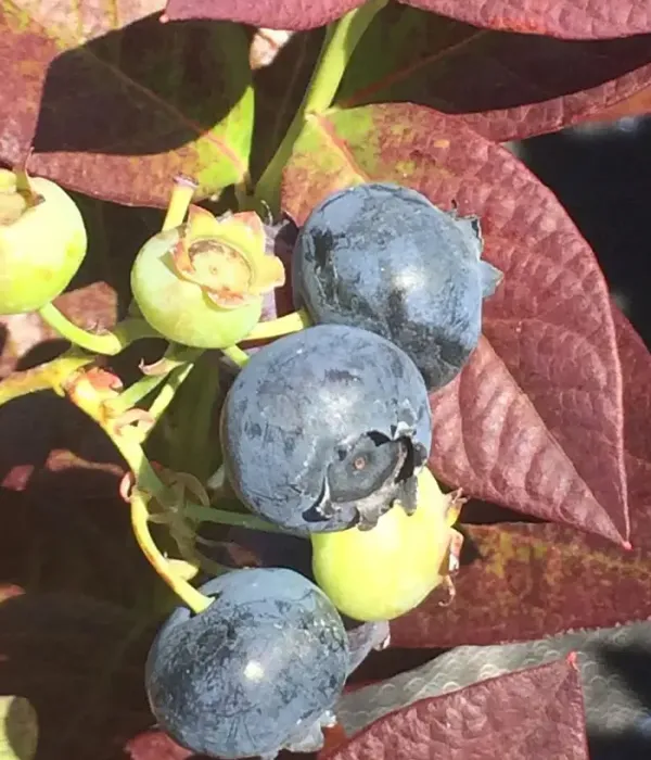 Heidelbeere (Vaccinium corymbosum) CABERNET SPLASH