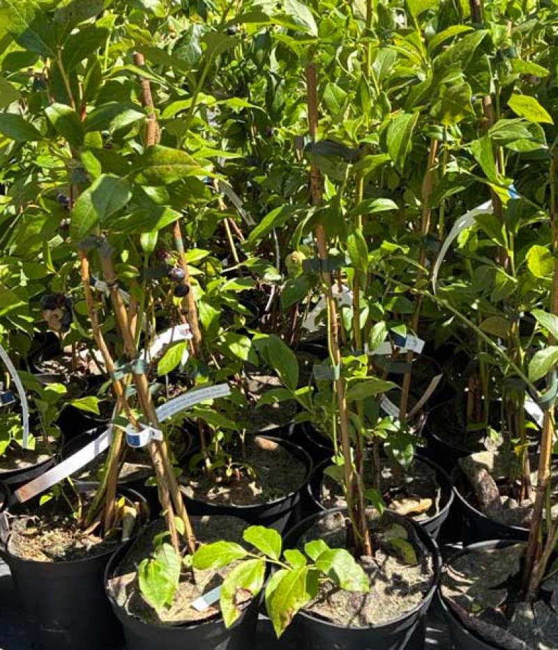 Heidelbeere (Vaccinium corymbosum x Vaccinium darrowii) SUNSHINE BLUE - Tutifruti, s.r.o. (SK)