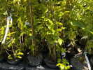 Blueberry (Vaccinium virgatum) CENTURION® - Tutifruti SK Blueberry (Vaccinium virgatum) CENTURION® - Tutifruti SK