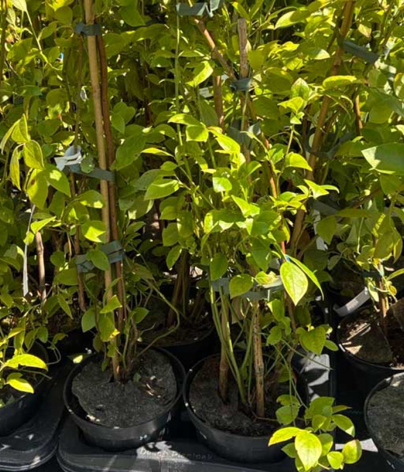 Čučoriedka (Vaccinium virgatum) CENTURION® - Tutifruti, s.r.o.