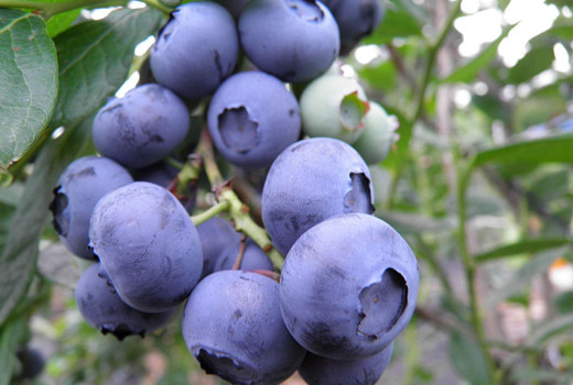 Von Waldsümpfen zu globalen Supermärkten: Die umfassende Geschichte der Domestizierung, Anpassung und Genetik der Gattung Vaccinium