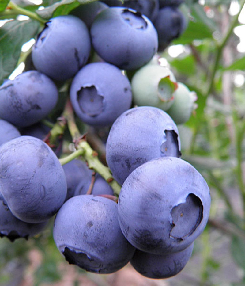 Blueberry (Vaccinium corymbosum) CHANDLER - Tutifruti SK