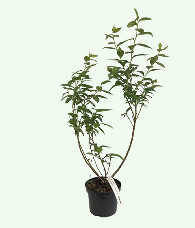 Blueberry (Vaccinium corymbosum) CHANDLER - Tutifruti SK