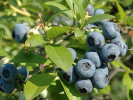 Blueberry (Vaccinium corymbosum) CHANTICLEER - Tutifruti SK