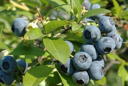 Large and capable healthy blueberries: be sure to reach for these varieties