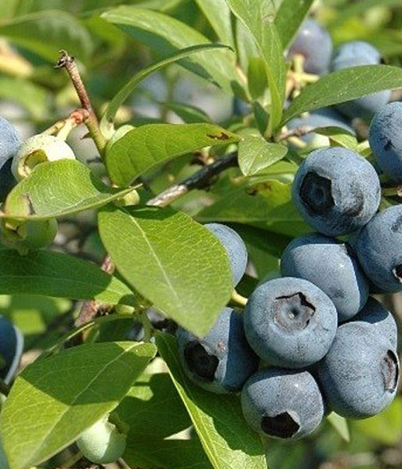Blueberry (Vaccinium corymbosum) CHANTICLEER - Tutifruti SK