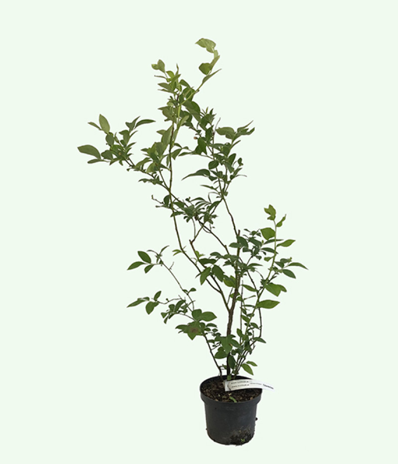 Blueberry (Vaccinium corymbosum) CHANTICLEER - Tutifruti SK