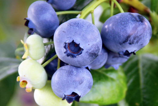 Heidelbeer-Evolution: Gene aus Florida und DNA-Enthüllungen