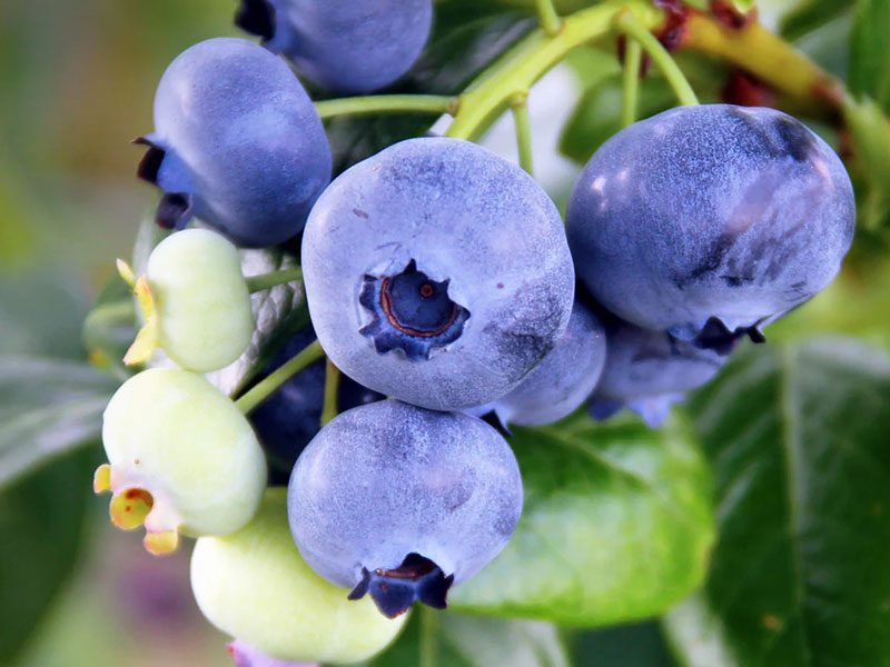 Blueberry (Vaccinium virgatum) CLIMAX® - Tutifruti SK Blueberry (Vaccinium virgatum) CLIMAX® - Tutifruti SK