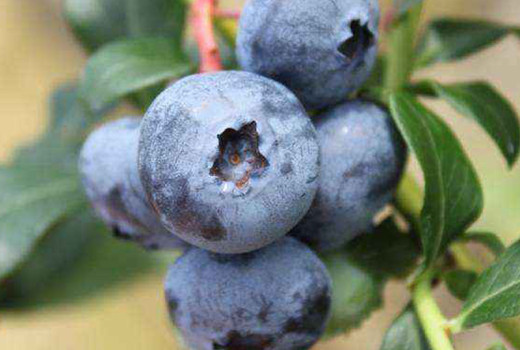 Mulchen & Mykorrhiza bei Heidelbeeren: Bodenmanagement-Leitfaden