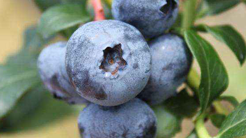 Mulchen & Mykorrhiza bei Heidelbeeren: Bodenmanagement-Leitfaden