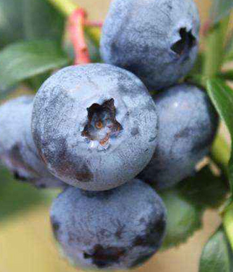 Čučoriedka (Vaccinium corymbosum x Vaccinium darrowii) COOPER - Tutifruti SK