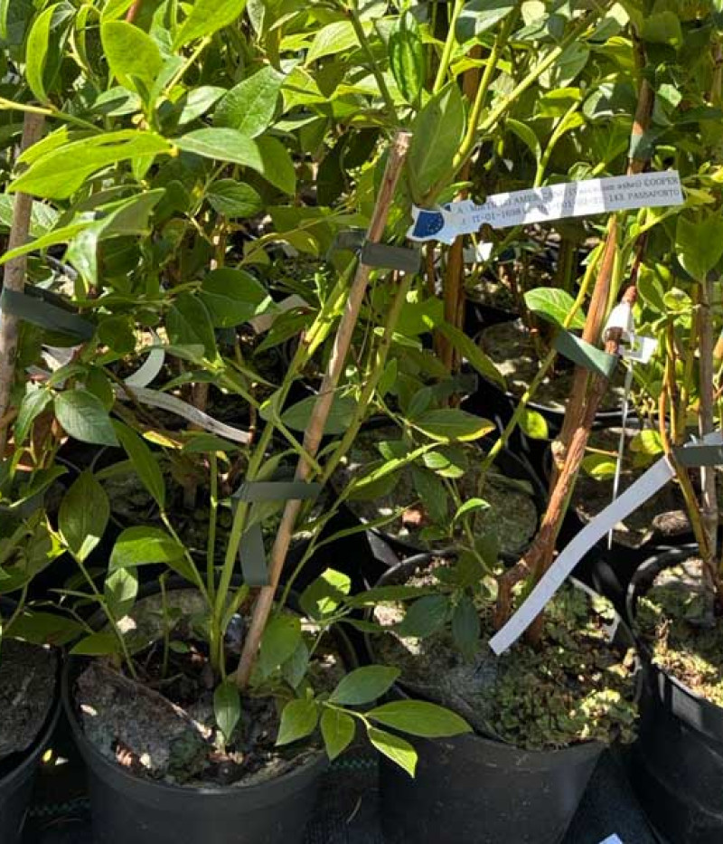 Čučoriedka (Vaccinium corymbosum x Vaccinium darrowii) COOPER - Tutifruti SK