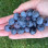Mehr als nur eine blaue Beere: Geschmack und Textur von Blaubeeren