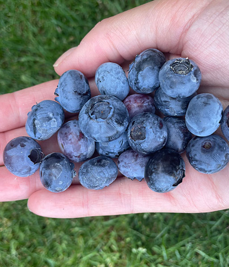 Heidelbeere (Vaccinium corymbosum) Hannah Choice - Tutifruti SK