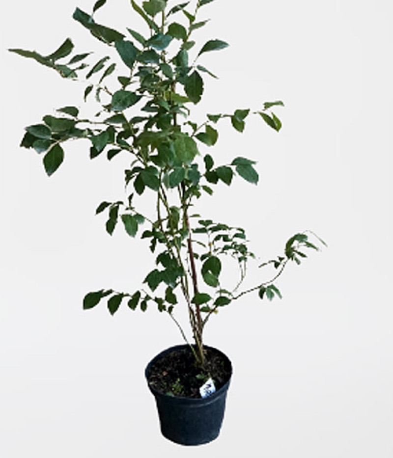 Blueberry (Vaccinium corymbosum) BRIGITTA BLUE - Tutifruti SK