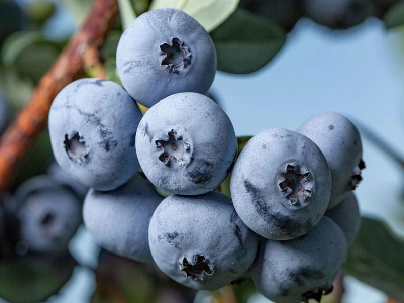 Blueberry (Vaccinium virgatum) DELITE - Tutifruti SK Blueberry (Vaccinium virgatum) DELITE - Tutifruti SK