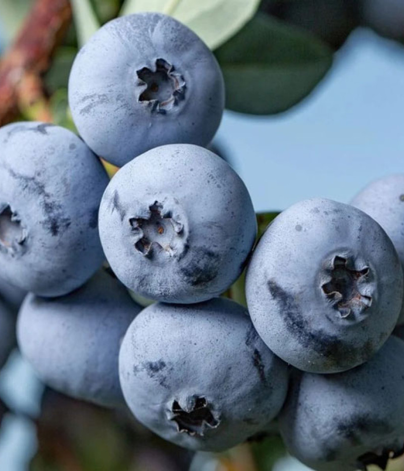 Čučoriedka (Vaccinium virgatum) DELITE - Tutifruti SK