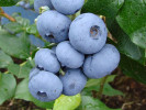 Blueberry (Vaccinium corymbosum) DENISE BLUE - Tutifruti SK