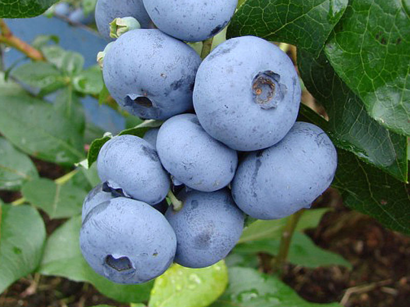 Heidelbeere (Vaccinium corymbosum) DENISE BLUE