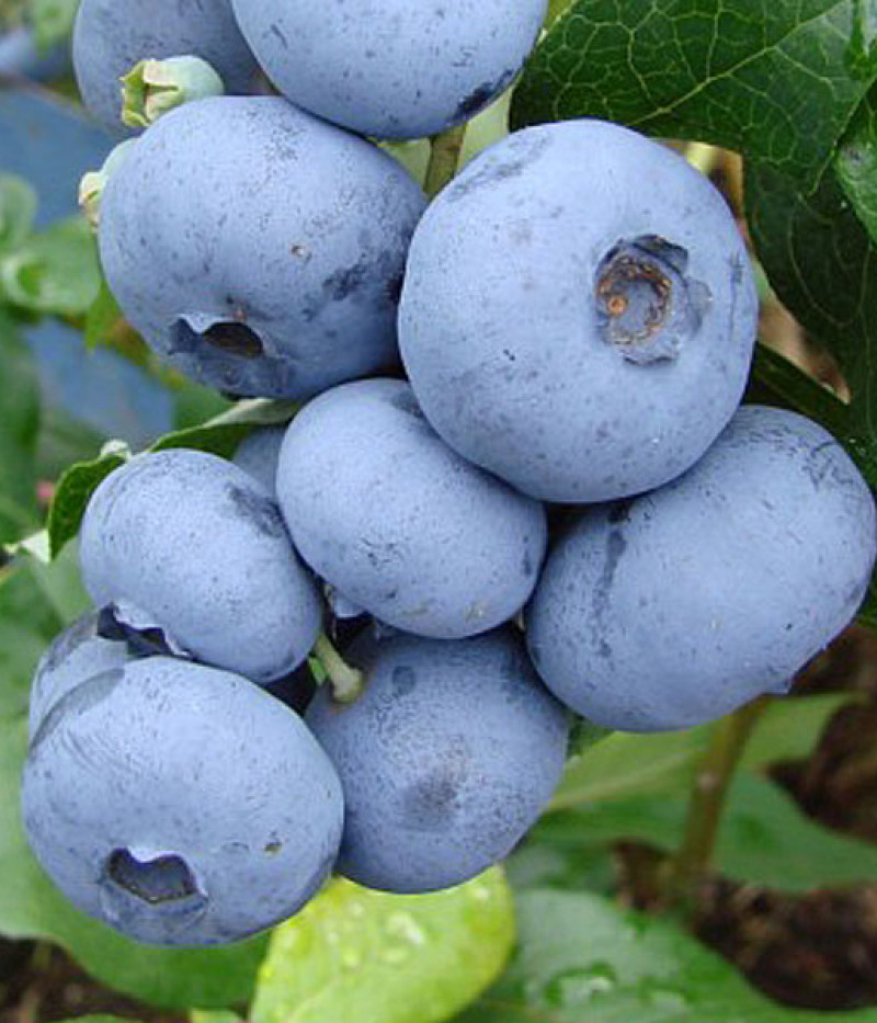 Blueberry (Vaccinium corymbosum) DENISE BLUE - Tutifruti SK