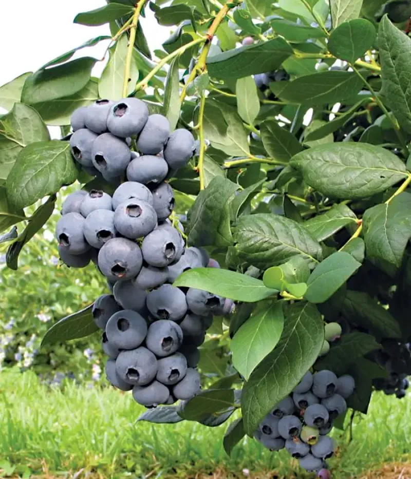 Blueberry (Vaccinium corymbosum) DRAPER - Tutifruti, s.r.o.